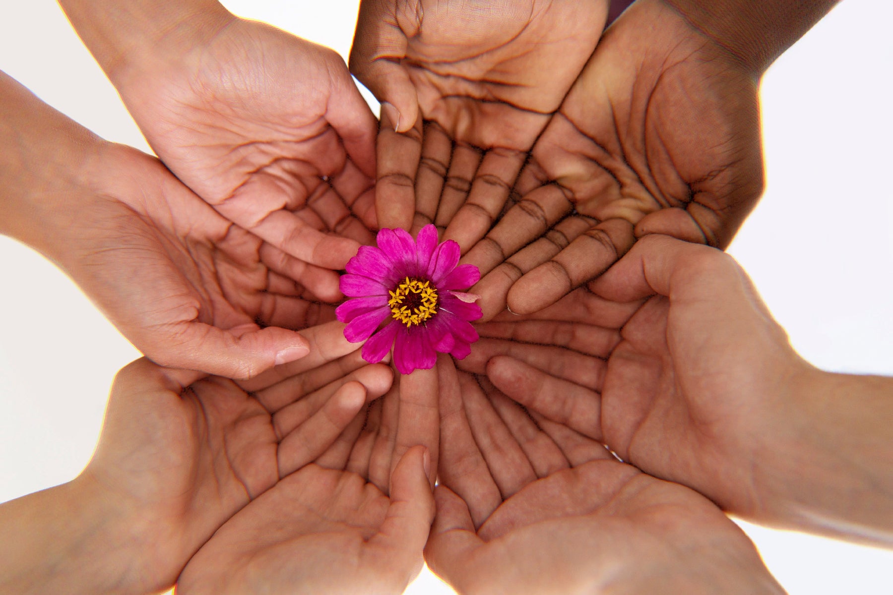 A mindful gathering of diverse people holding a flower