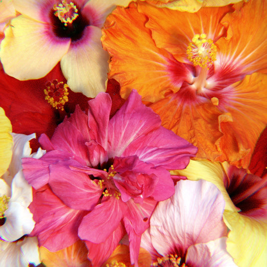 Koki'o Tier 2 Wedding Package